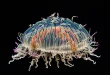 california jellyfish monterey 1600x1200 wallpaper Art HD Wallpaper